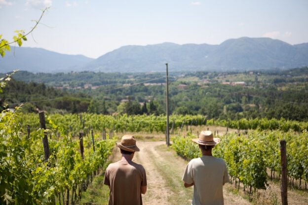 calafata vigne